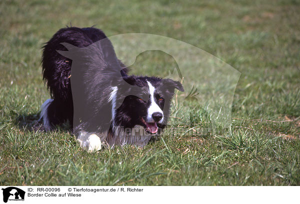 Border Collie auf Wiese / Border Collie in the meadow / RR-00096