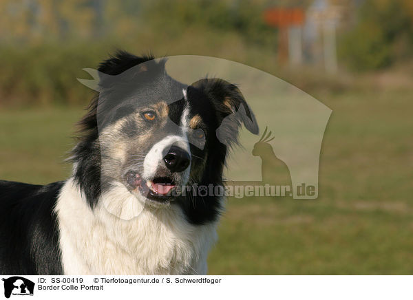 Border Collie Portrait / SS-00419