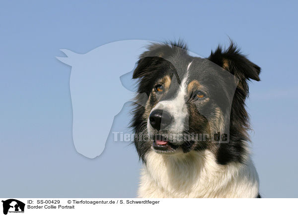 Border Collie Portrait / Border Collie Portrait / SS-00429