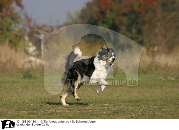 spielender Border Collie / playing Border Collie / SS-00430