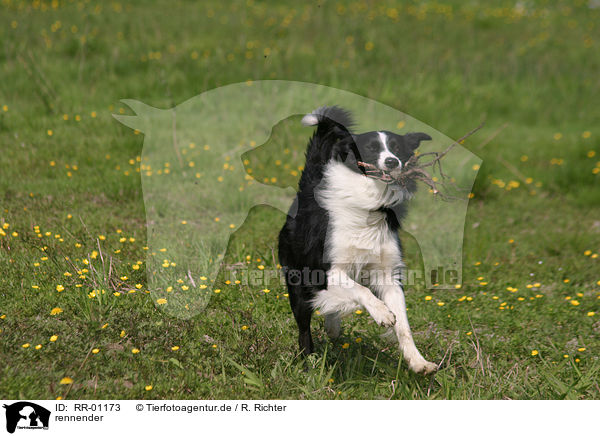 rennender / running Border Collie / RR-01173