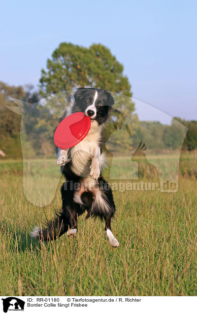 Border Collie fngt Frisbee / playing border collie / RR-01180