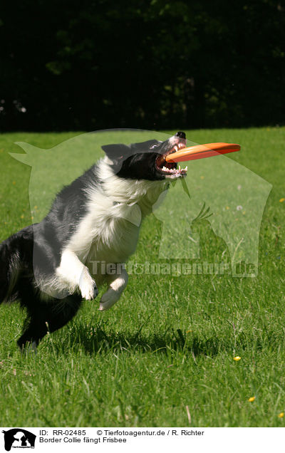 Border Collie fngt Frisbee / RR-02485