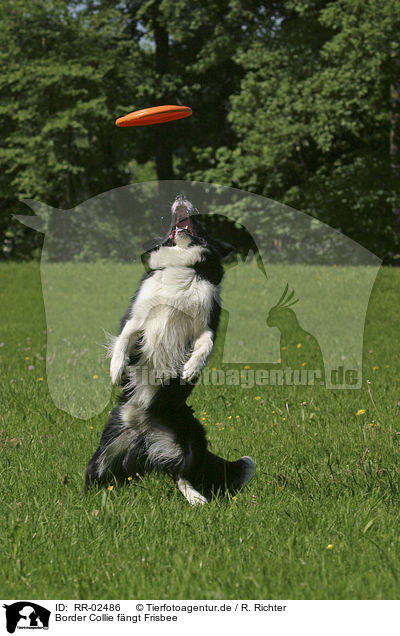 Border Collie fngt Frisbee / Border Collie catched frisbee / RR-02486