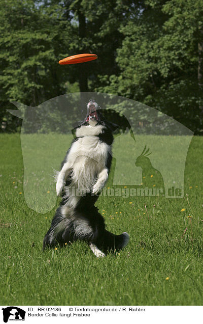 Border Collie fngt Frisbee / RR-02486