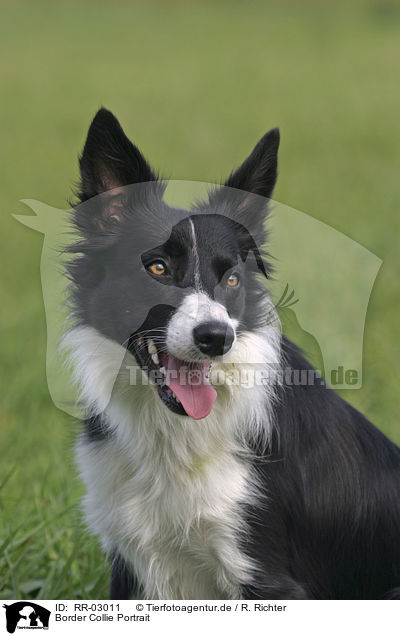 Border Collie Portrait / Border Collie Portrait / RR-03011