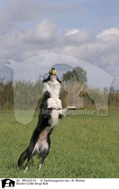 Border Collie fngt Ball / RR-03015