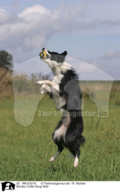 Border Collie fngt Ball / RR-03016