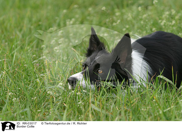 Border Collie / Border Collie / RR-03017