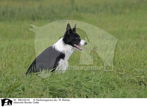 sitzender Border Collie / sitting Border Collie / RR-03019