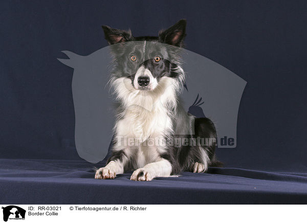 Border Collie / Border Collie / RR-03021