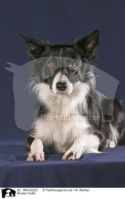 Border Collie / Border Collie / RR-03022