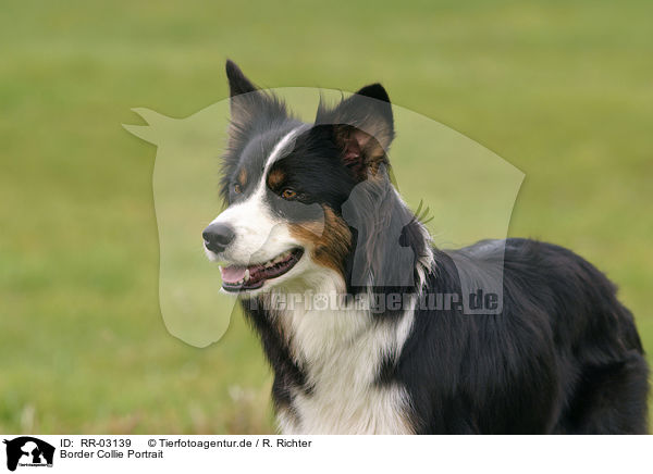 Border Collie Portrait / RR-03139