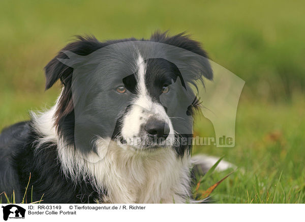 Border Collie Portrait / RR-03149