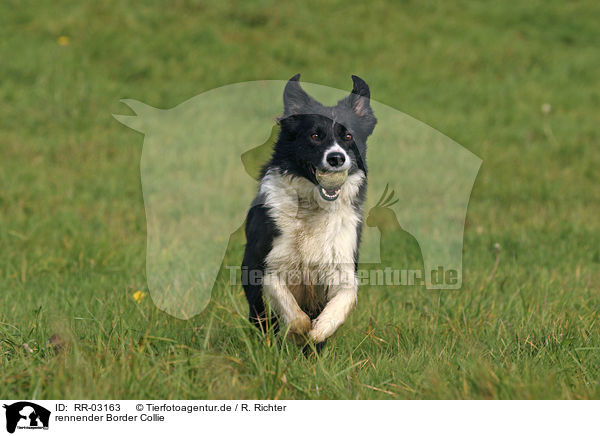 rennender Border Collie / running Border Collie / RR-03163