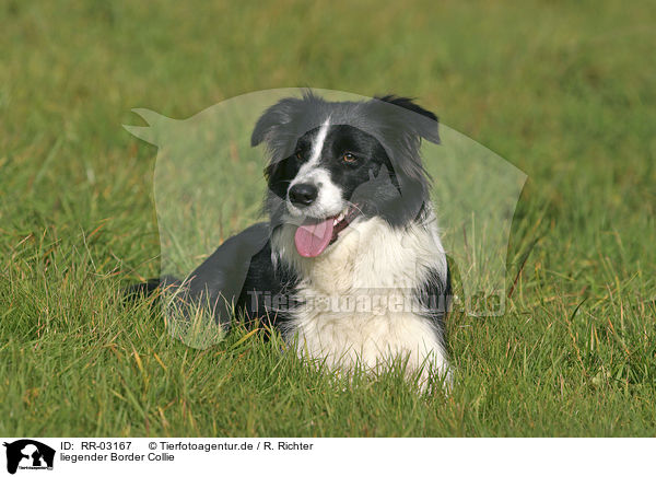 liegender Border Collie / lying Border Collie / RR-03167