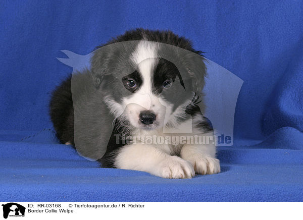 Border Collie Welpe / Border Collie Puppy / RR-03168