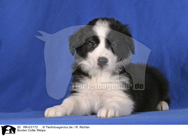 Border Collie Welpe / Border Collie Puppy / RR-03172