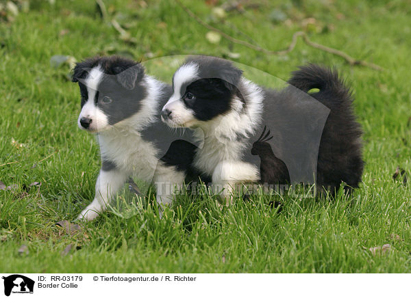 Border Collie / Border Collie / RR-03179