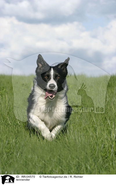 rennender / running Border Collie / RR-04570