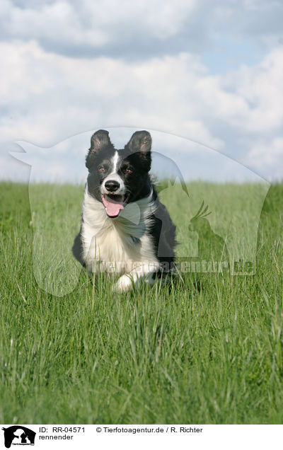 rennender / running Border Collie / RR-04571