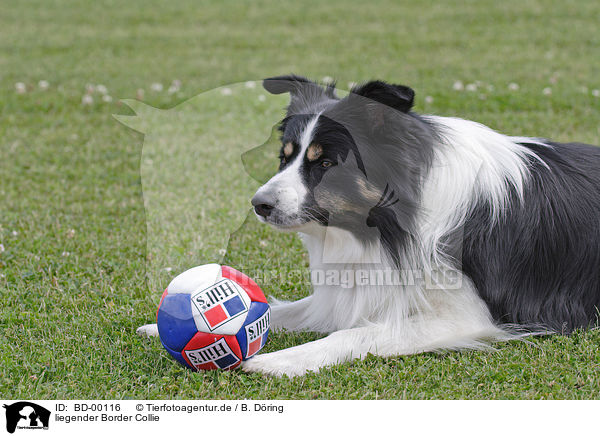 liegender Border Collie / lying Border Collie / BD-00116