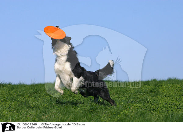 Border Collie beim Frisbee-Spiel / playing frisbee / DB-01346