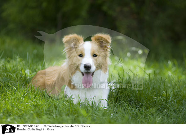 Border Collie liegt im Gras / lying Border Collie / SST-01070
