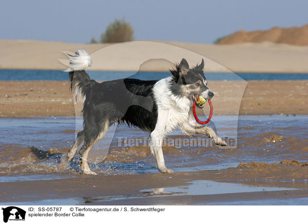 spielender Border Collie / playing Border Collie / SS-05787
