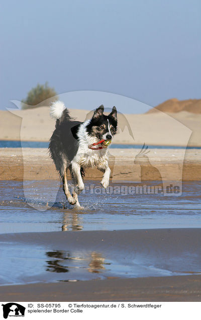 spielender Border Collie / playing Border Collie / SS-05795