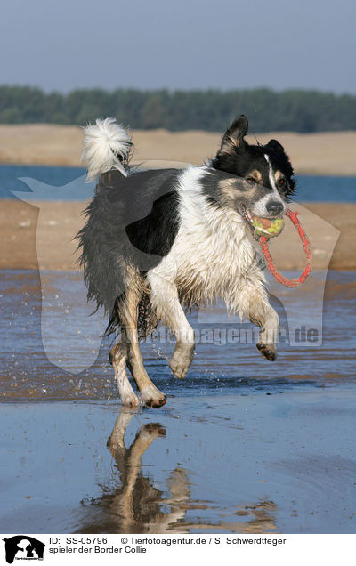 spielender Border Collie / playing Border Collie / SS-05796