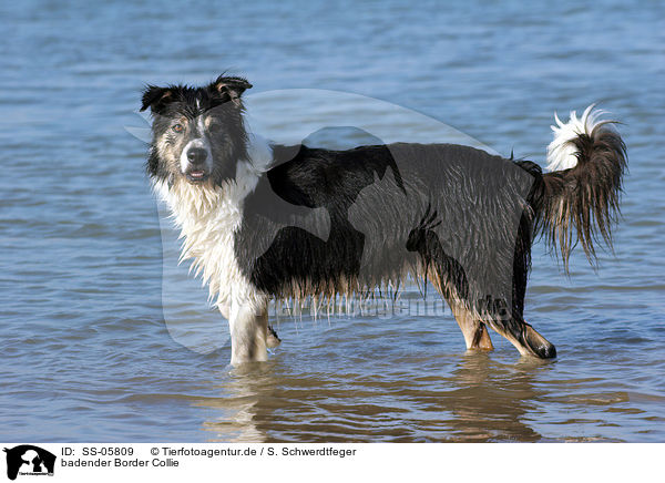 badender Border Collie / bathing Border Collie / SS-05809