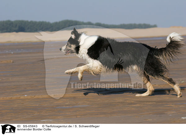 rennender Border Collie / running Border Collie / SS-05843