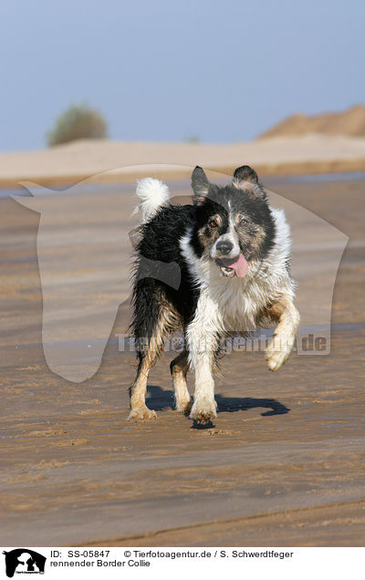 rennender Border Collie / running Border Collie / SS-05847
