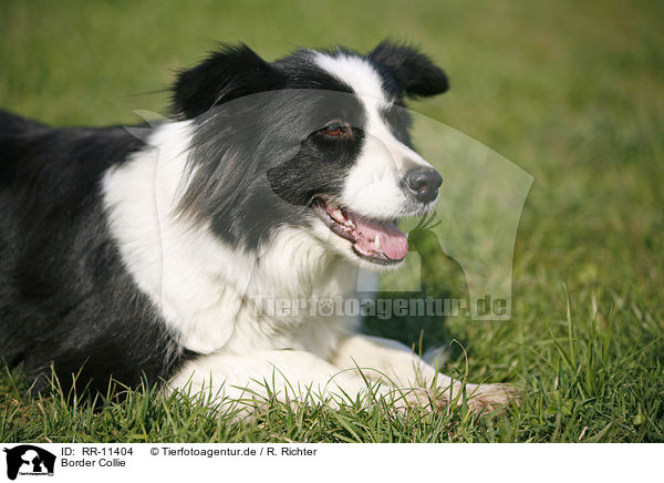 Border Collie / Border Collie / RR-11404