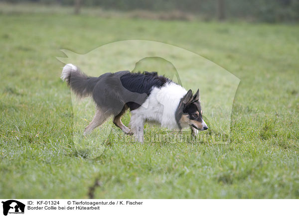 Border Collie bei der Htearbeit / herding Border Collie / KF-01324