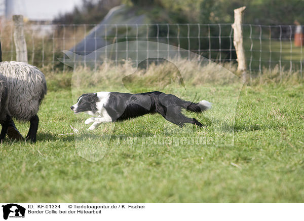 Border Collie bei der Htearbeit / herding Border Collie / KF-01334