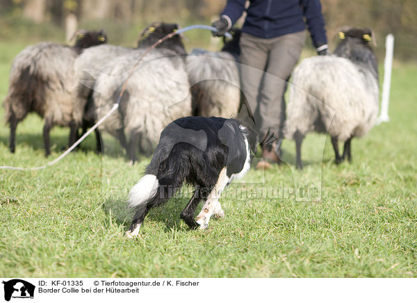 Border Collie bei der Htearbeit / herding Border Collie / KF-01335