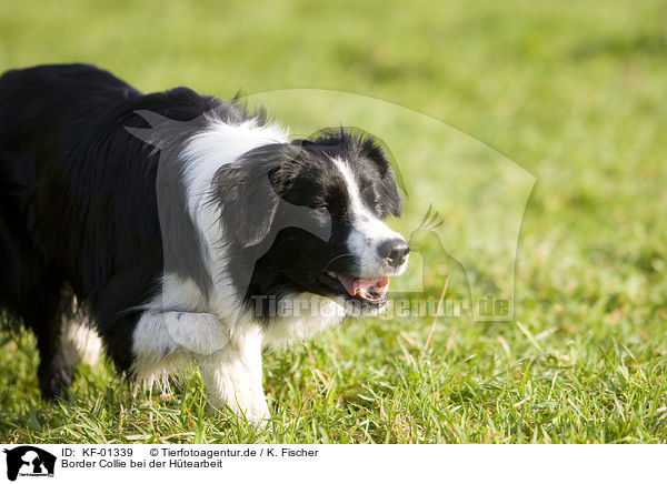 Border Collie bei der Htearbeit / herding Border Collie / KF-01339