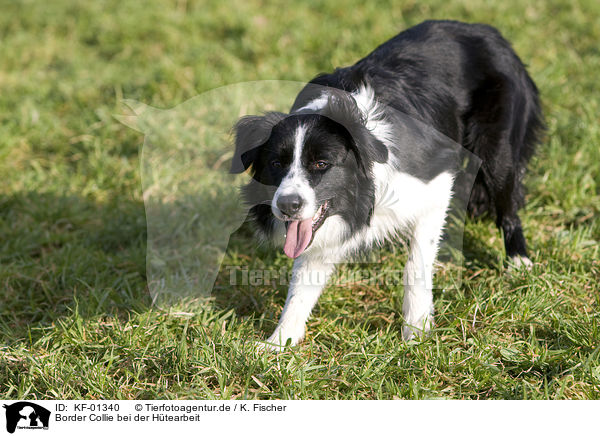 Border Collie bei der Htearbeit / herding Border Collie / KF-01340