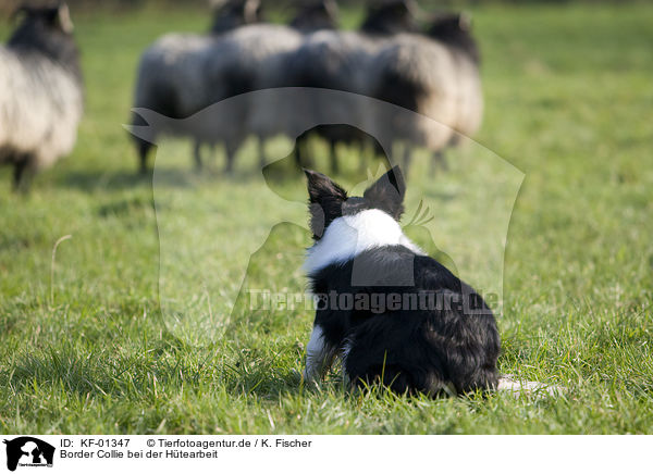 Border Collie bei der Htearbeit / herding Border Collie / KF-01347