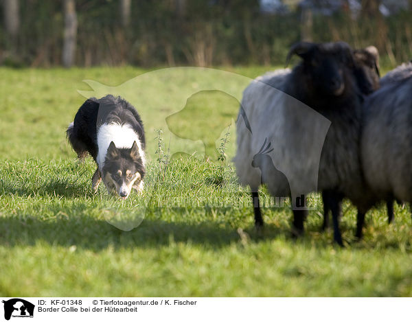 Border Collie bei der Htearbeit / herding Border Collie / KF-01348