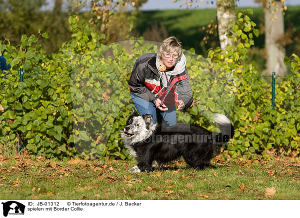spielen mit Border Collie / playing with Border Collie / JB-01312