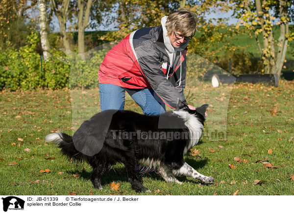 spielen mit Border Collie / playing with Border Collie / JB-01339