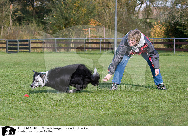 spielen mit Border Collie / JB-01348