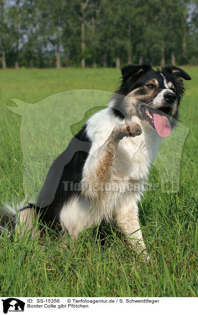 Border Collie gibt Pftchen / SS-15356