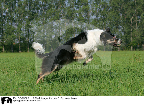 springender Border Collie / SS-15363
