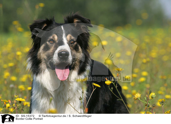 Border Collie Portrait / Border Collie Portrait / SS-15372