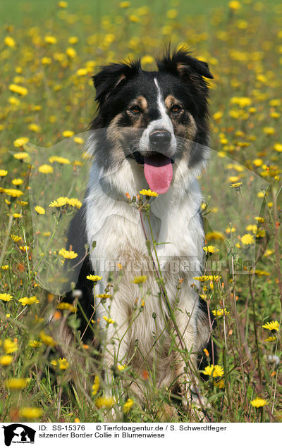 sitzender Border Collie in Blumenwiese / sitting Border Collie in a flower field / SS-15376