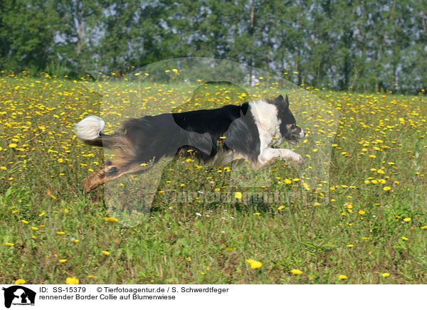 rennender Border Collie auf Blumenwiese / running Border Collie in a flower field / SS-15379